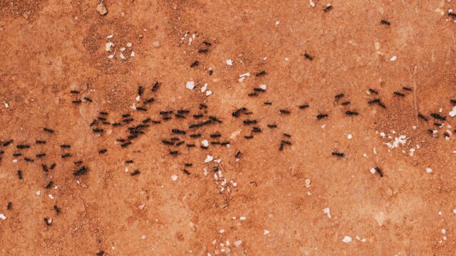 How to Get Rid of Ants in the Kitchen: Follow the Trail, Then Use Bait