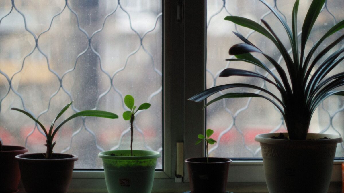 How to Get Rid of Gnats in House Plants: Dry Soil, Sticky Traps and BTI
