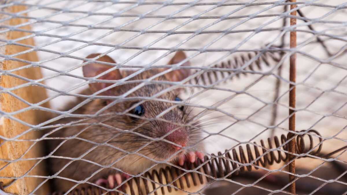 How to Get Rid of Mice in the House: Seal, Trap, Then Clean Up Safely