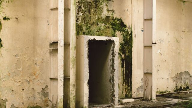 How to Get Rid of Mold on Walls (Painted, Drywall and Tile)