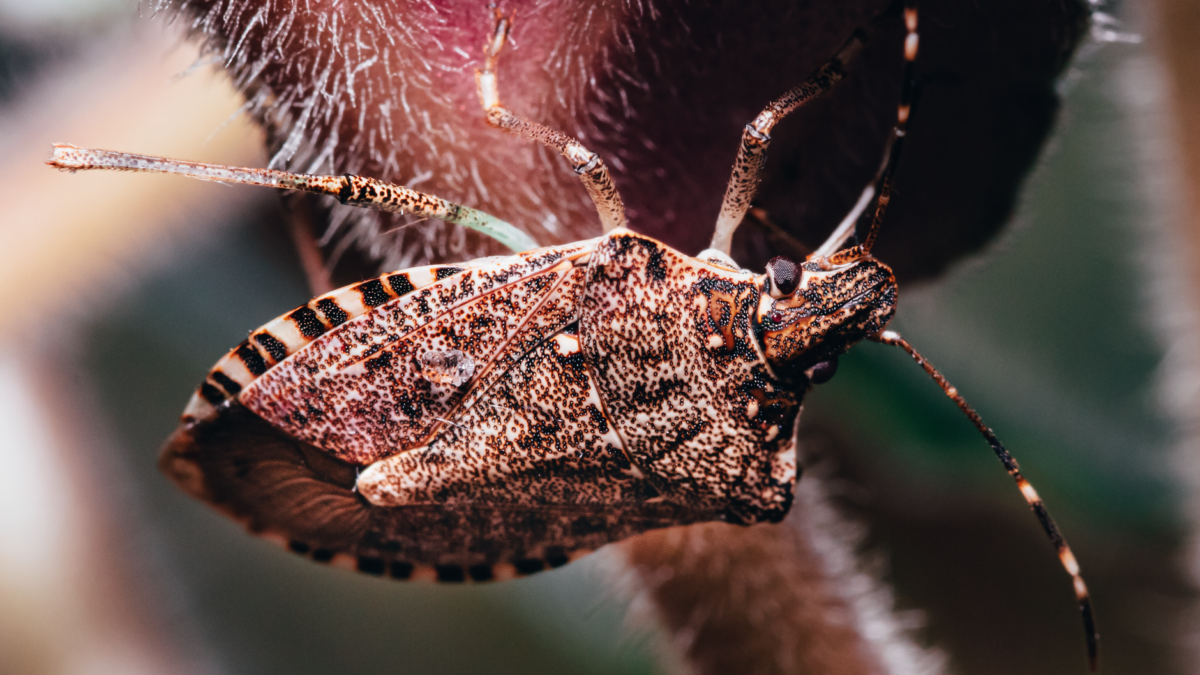 stink bug window