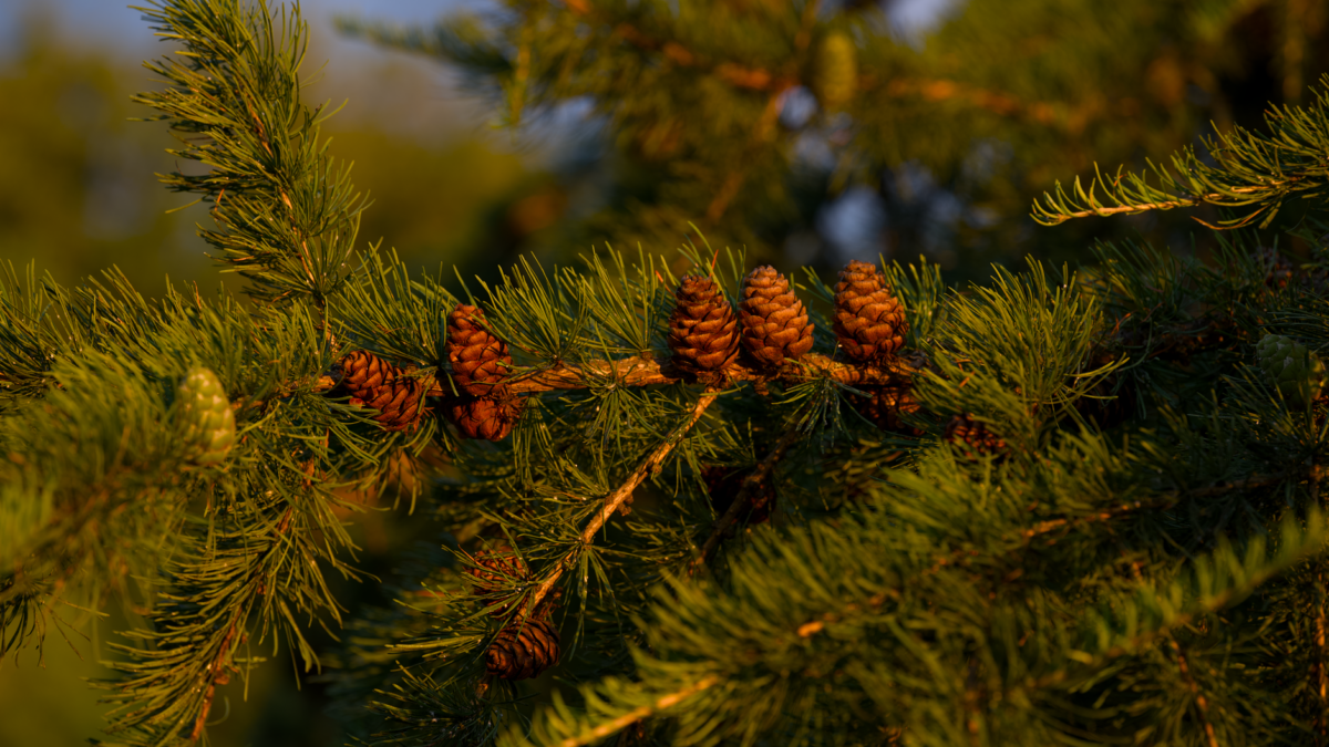 How to Get Tree Sap Off Hands, Clothes, Carpet and Your Car