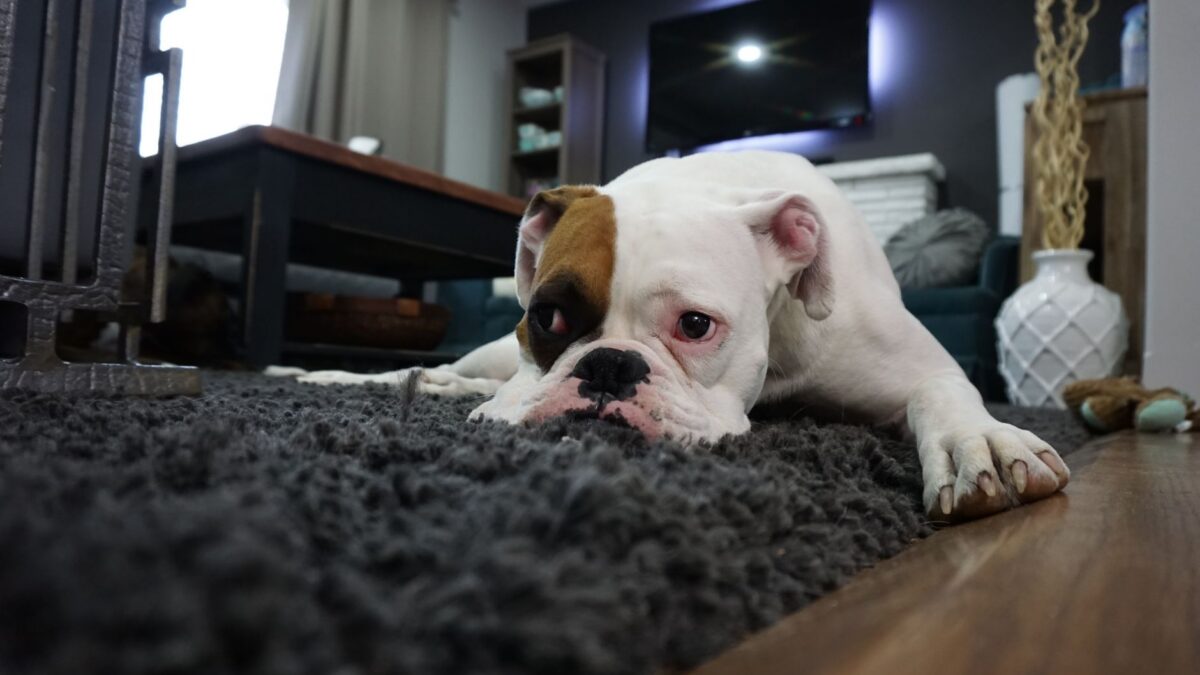 How to Remove Pet Urine Smell From Carpet (and Stop Repeat Accidents)
